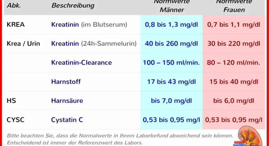 Tabelle zeigt Nierenwerte im Blut und Urin, wie Kreatinin, Harnstoff und Harnsäure, mit Normwerten für Männer und Frauen.