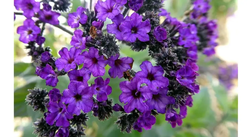 Intensywnie fioletowe kwiaty heliotropu, pięknie prezentujące się w uprawie, tworzą gęste skupiska.