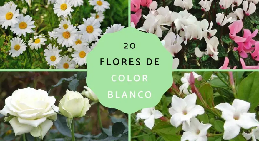 Margaritas, ciclámenes, rosas y jazmines, todas son una hermosa flor blanca que alegra la vista.