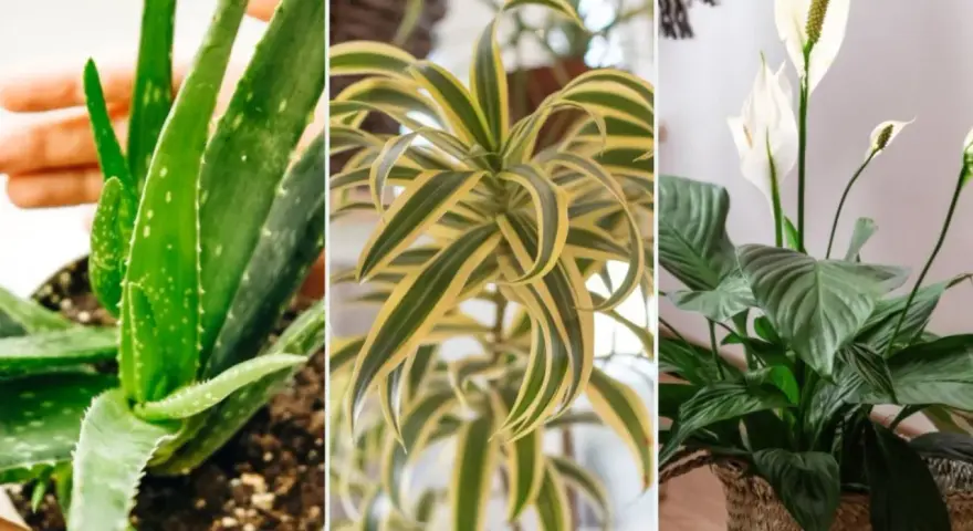 Aloes, dracena i skrzydłokwiat – idealne rośliny mało wymagające do domu.