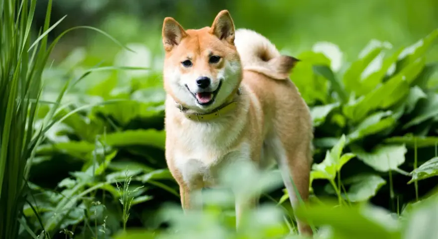 Uśmiechnięty shiba inu w zieleni. Ile żyje taki piesek? Średnio 12-15 lat, ale zależy od wielu czynników.