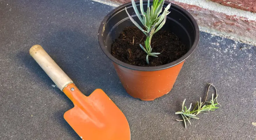 Lavendel vermehren: Ein kleiner Lavendelsteckling im Topf, daneben eine kleine Schaufel und ein weiterer Steckling.