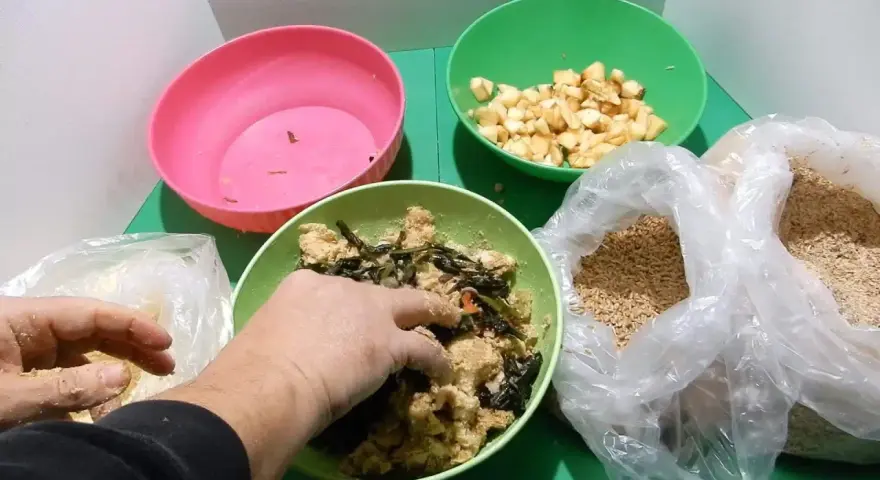 Mani che mescolano cibo per galline in una ciotola verde, con ingredienti come crusca, verdure e mele a cubetti.