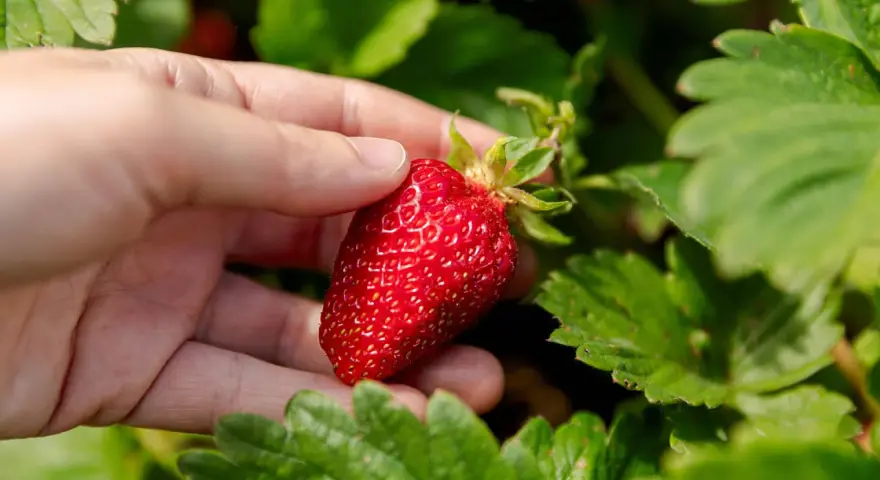 Eine Hand pflückt eine reife Erdbeere auf einem Erdbeerfeld in Berlin.