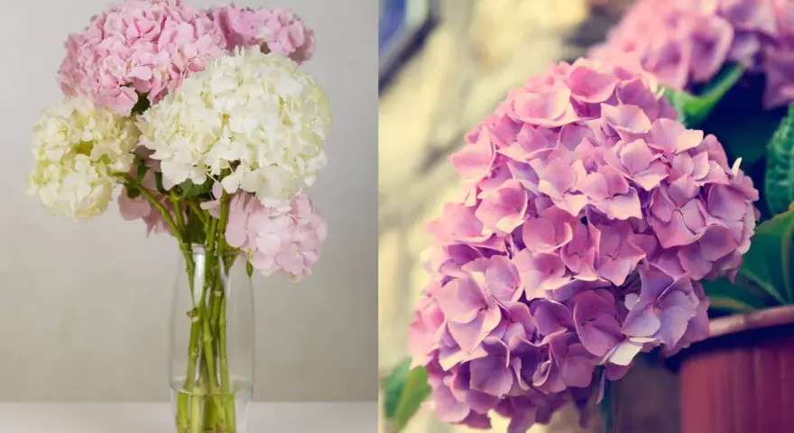 A bouquet of pink and white hydrangeas in a vase, and a close-up of pink hydrangeas.