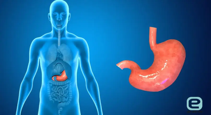 Anatomia człowieka z widocznym żołądkiem wewnątrz i osobno.
