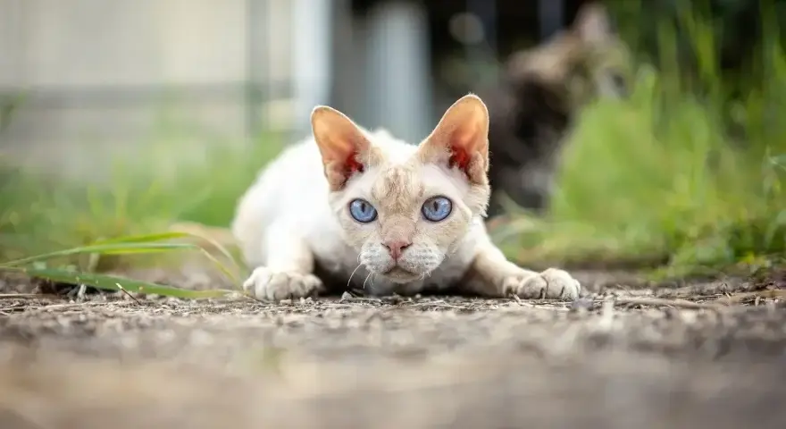 Kot bez uszu rasy Devon Rex z niebieskimi oczami leży na ziemi, gotowy do skoku.