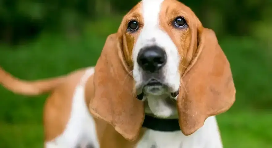 Basset Hound z długimi uszami na tle zieleni.