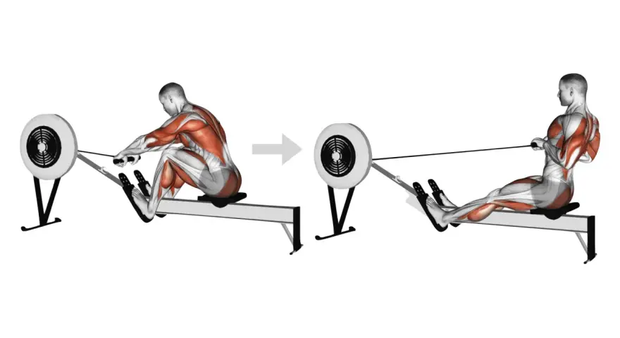 Le rameur sollicite les muscles du dos, des bras et des jambes. Illustration anatomique montrant les muscles en action.