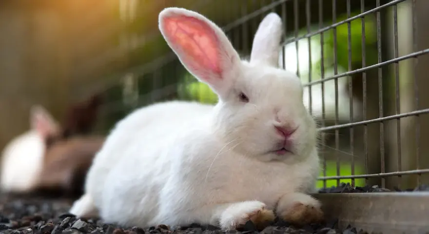 Un coniglio bianco, dal carattere docile, riposa su ghiaia vicino a una gabbia. Le sue orecchie rosa sono tese, attente.