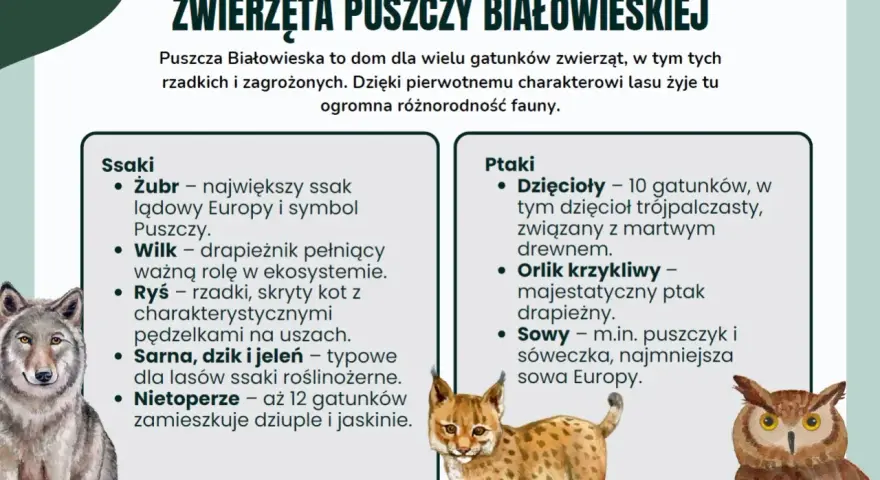 Ciekawostki o Białowieskim Parku Narodowym: zobacz rysia, wilka, żubra i ptaki. Puszcza to dom dla wielu gatunków.