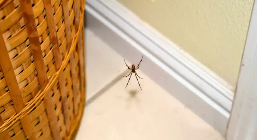 Araña negra colgando de una telaraña, un ejemplo de comunes tipos de arañas en casa.