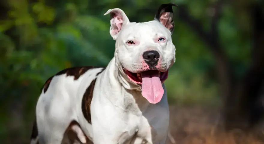 Amstaff ma sierść czy włosy? Poznaj prawdę o pielęgnacji tej rasy
