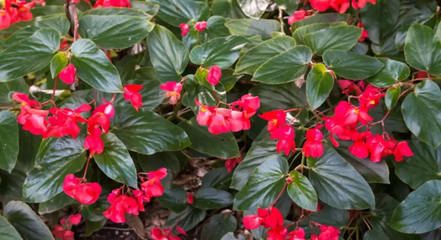 Kwitnąca begonia dragon, z czerwonymi kwiatami i zielonymi liśćmi, gotowa do zimowania.