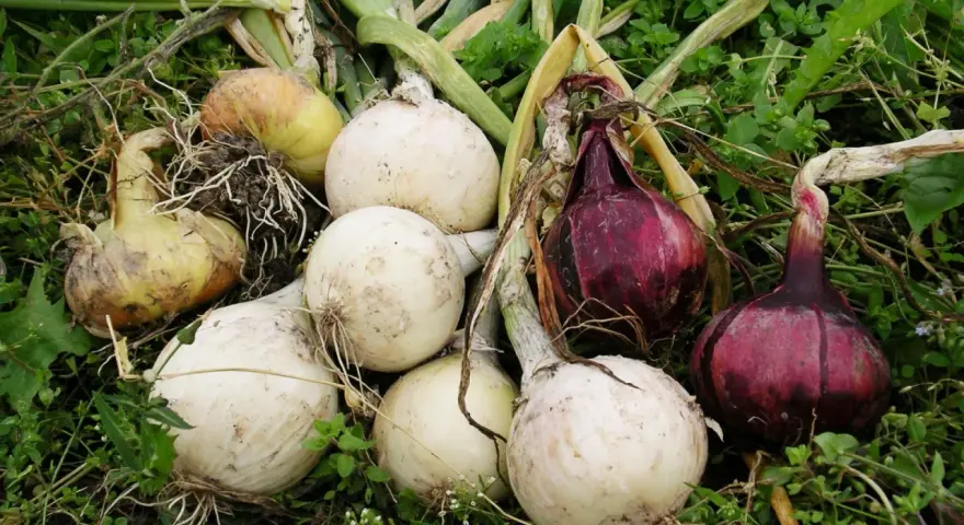 Nyskördade allium cepa, vita och röda lökar, ligger på grön mark med vissna blad och rötter.