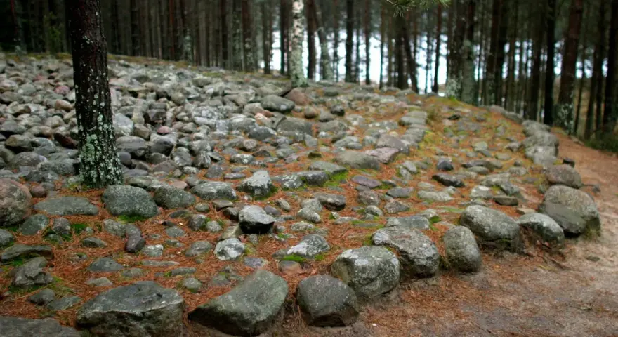 Kamienne kręgi w lesie, otoczone sosnowymi igłami i mchem. Stare kamienie tworzą tajemniczy krąg.