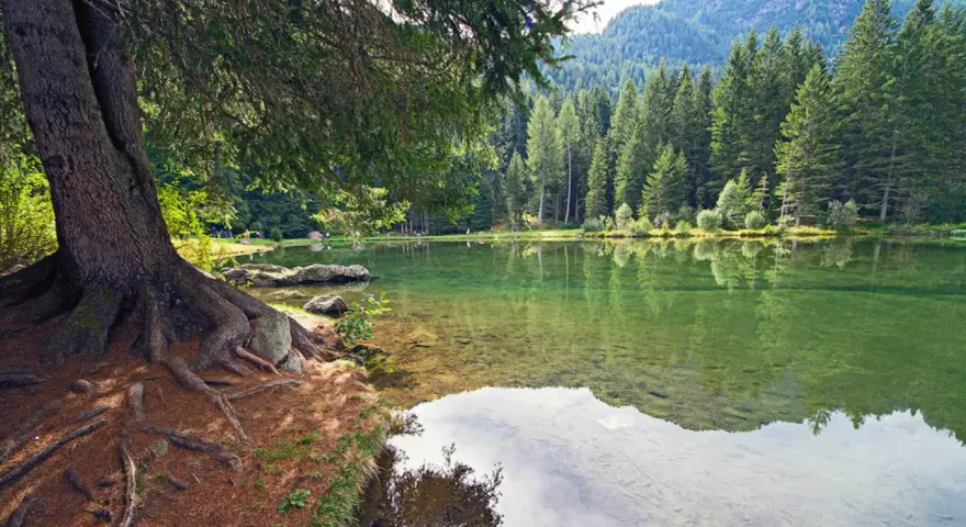 Radici imponenti di un albero si specchiano nel laghetto dei caprioli, circondato da una fitta foresta di conifere.