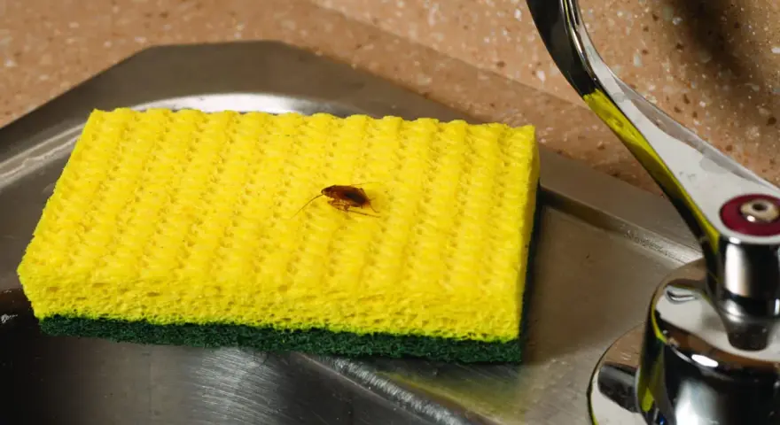 Una cucaracha sobre una esponja amarilla en un fregadero. ¿Buscas cómo matar cucarachas?