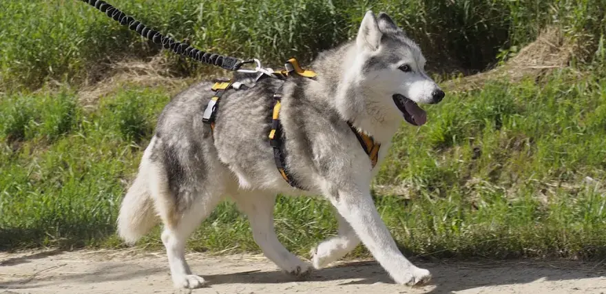 Jakie szelki dla husky zapewnią komfort i bezpieczeństwo podczas spacerów