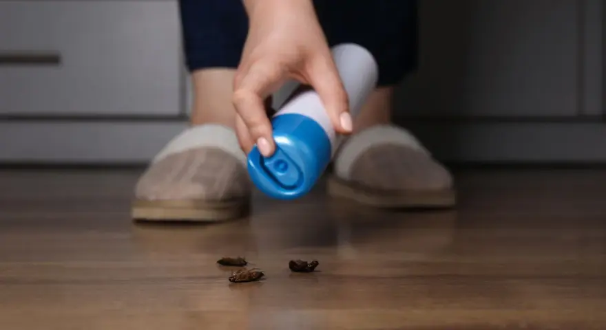 Mano con spray insecticida sobre cucarachas muertas en el suelo. Las cucarachas mudan la piel y crecen, pero estas ya no lo harán.
