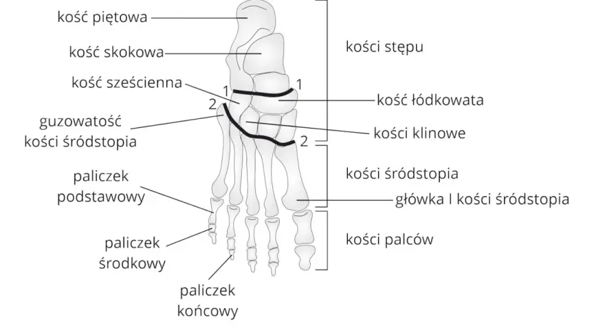 Schemat anatomiczny stopy z zaznaczonymi kośćmi: piętową, skokową, sześcienną, łódkowatą, klinowymi, śródstopia i palców.