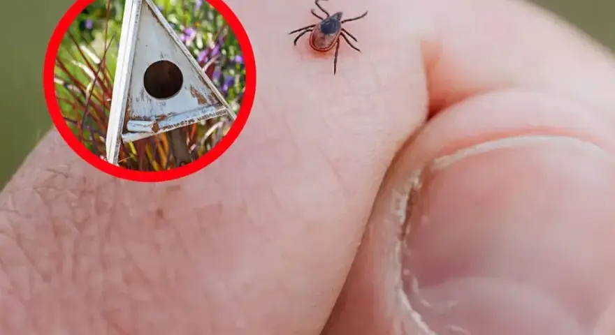 Ptak w budce lęgowej może pomóc w walce z kleszczami. Kleszcz na dłoni.