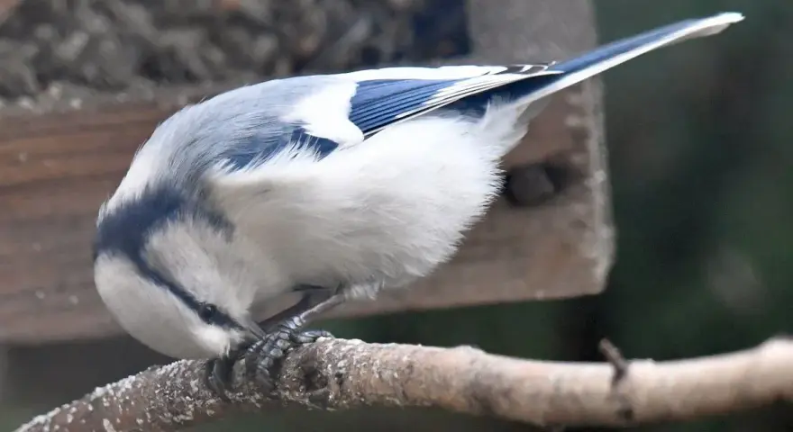 Sikorka lazurowa z niebieskimi piórami na skrzydłach pochyla się nad gałęzią, szukając pożywienia.