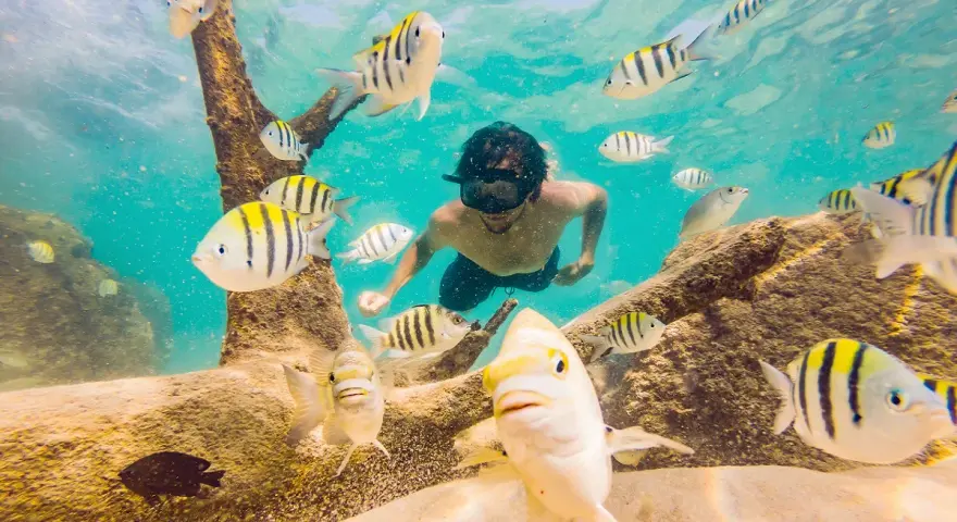 Nurek w masce pływa wśród ławicy ryb podczas zanzibar snorkeling. Podwodny świat pełen kolorów.