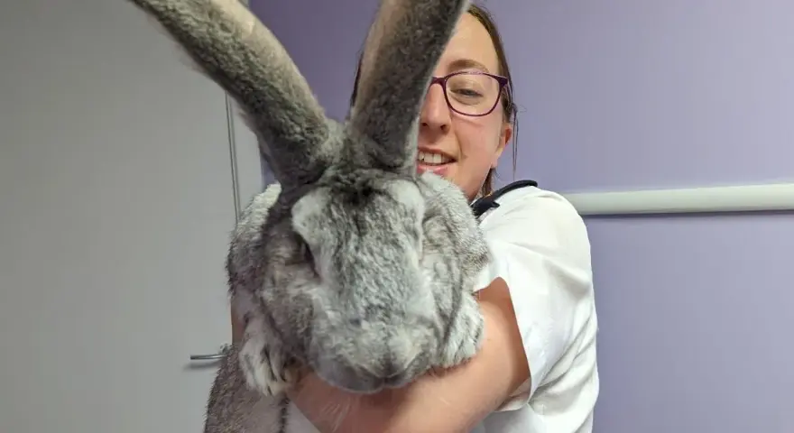 Una donna sorride tenendo in braccio un coniglio gigante, le sue lunghe orecchie grigie dominano l'inquadratura.