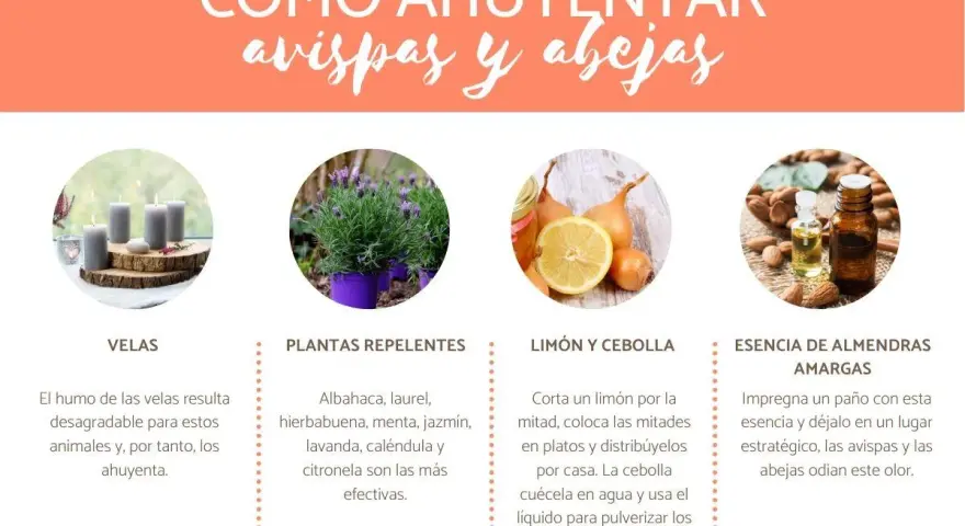 Métodos para ahuyentar avispas y abejas: velas, plantas, limón y cebolla, y esencia de almendras amargas.