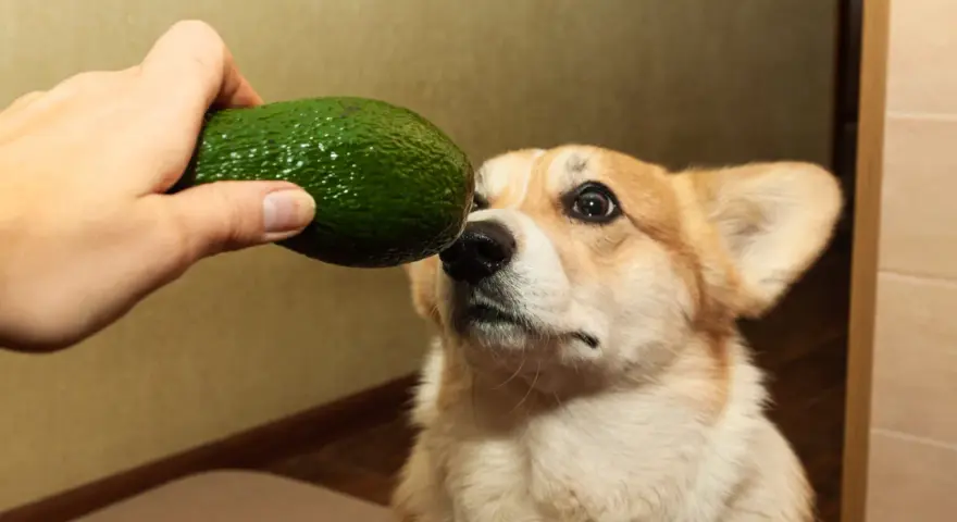 Czy pies może jeść awokado? Ryzyko i skutki dla zdrowia psa