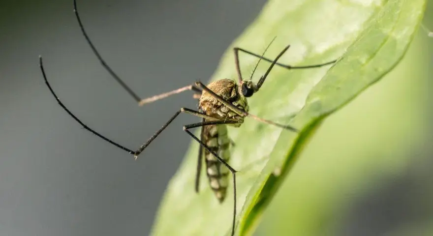 Un mosquito en una hoja verde. Aprende cómo evitar mosquitos en el jardín para disfrutar del aire libre sin picaduras.