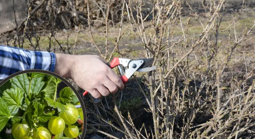 Wczesnowiosenne przycinanie agrestu. Dłoń z sekatorem usuwa suche gałązki, by krzew obficie owocował.