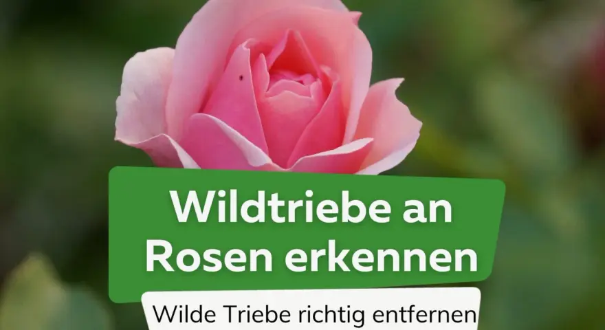 Eine zarte rosa Rose im Fokus. Ein grünes Banner erklärt, wie man **Wildtriebe an Rosen** erkennt und wilde Triebe richtig entfernt.