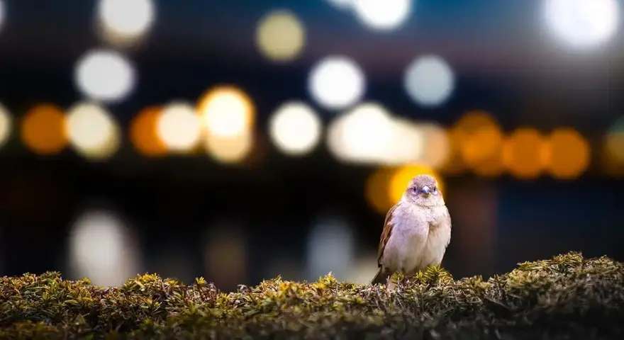 Un gorrión posado en un arbusto, con luces de ciudad desenfocadas al fondo, un ejemplo de la **contaminación lumínica** que afecta a la fauna urbana.