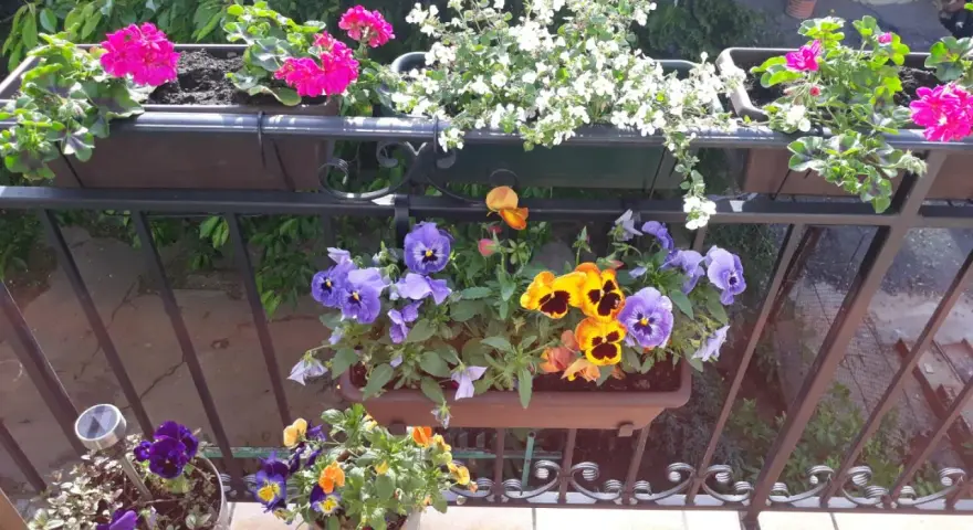 Kolorowe bratki i pelargonie zdobią balkon. Wiosna w pełni, idealny czas, by pomyśleć, co na balkon.