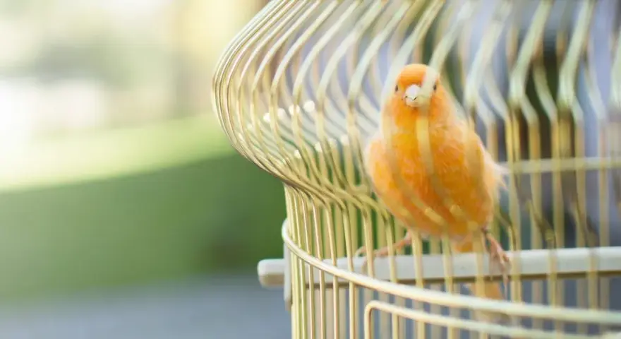 Kiedy kanarek śpiewa? Odkryj, co wpływa na jego śpiew