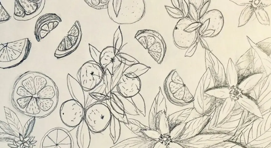 Dibujos creativos de naranjas enteras, en rodajas y flores de azahar, con un estilo a lápiz que evoca la frescura del campo.