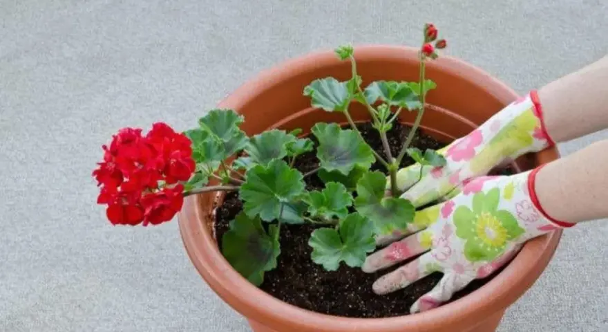 Händer med blomstrande handskar planterar en röd pelargon. Snart är det dags för pelargon vattning.