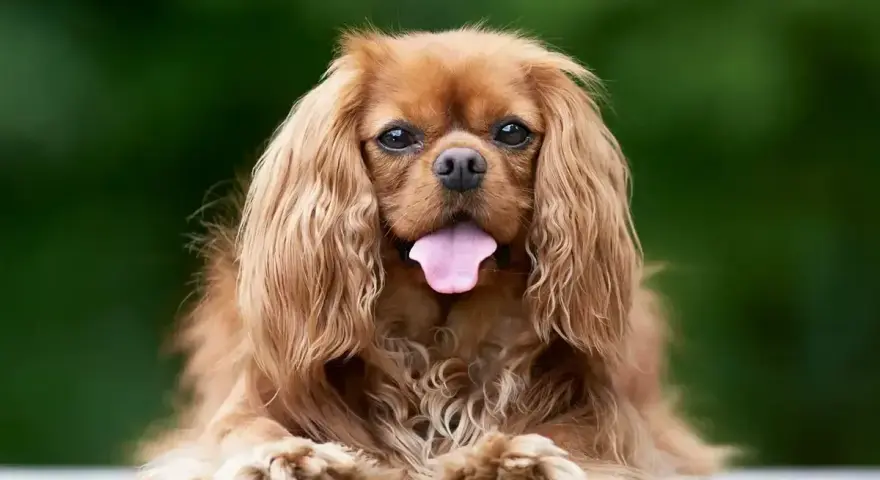 Uroczy pies rasy Cavalier King Charles Spaniel z długą, falującą sierścią i wystawionym językiem, siedzi na ławce na tle zieleni.