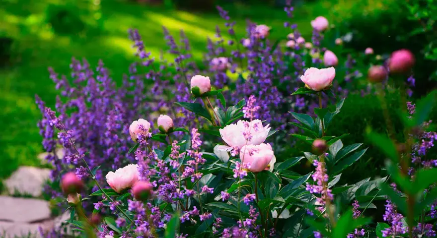 Vårblommor ute i en lummig trädgård. Rosa pioner blommar bland lila lavendel.