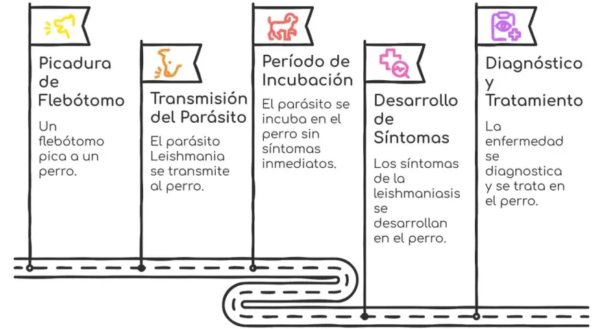 Diagrama del ciclo de la leishmaniosis en perros: picadura de flebótomo, transmisión del parásito, incubación, desarrollo de síntomas y diagnóstico/tratamiento.