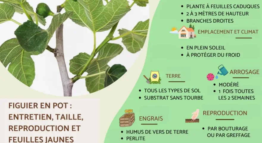 Gros plan sur un figuier (ficus carica) en pot, avec des feuilles vertes et des fruits immatures. Le texte explique son entretien.