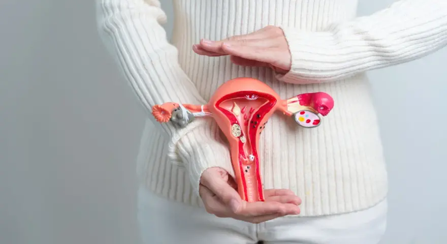 Model narządu rodnego kobiety w rękach, symbolizujący samobadanie szyjki macicy i dbanie o zdrowie.