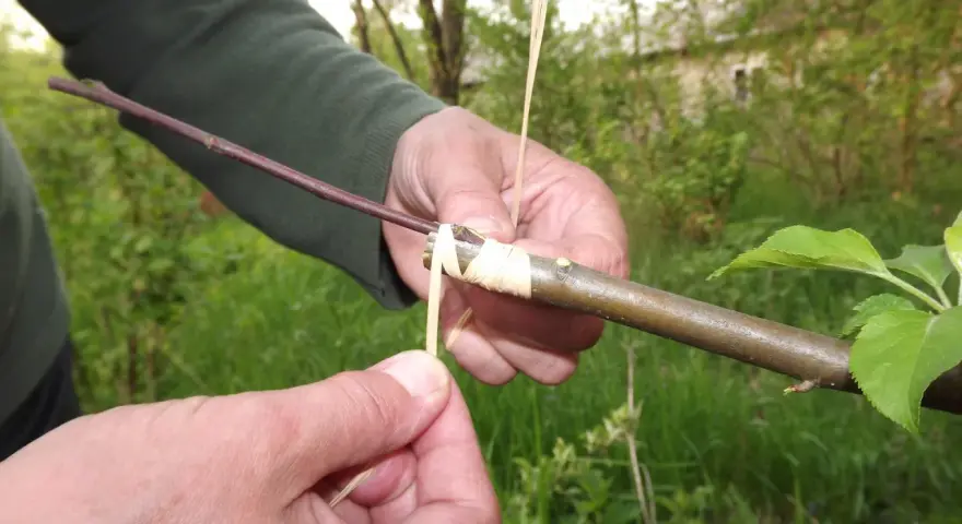 Ręce wykonują szczepienie drzew owocowych, łącząc gałązkę z podkładką i owijając ją słomką.