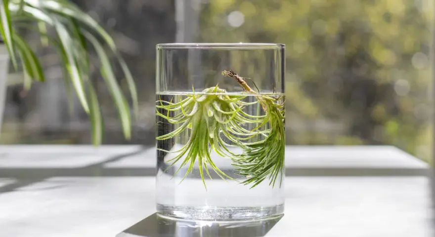 Two air plants soak in a glass of water, demonstrating how to water air plants.