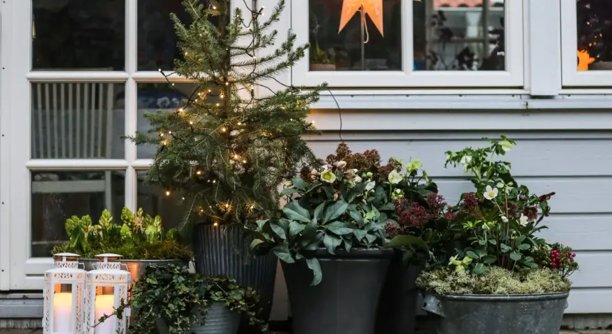 Vackra julblommor i kruka, en liten gran med ljusslinga och lyktor skapar julstämning vid husets entré.