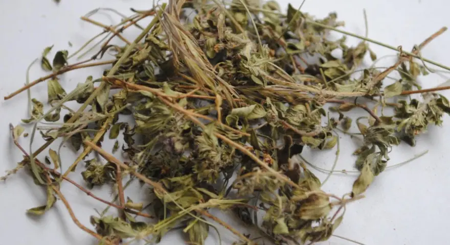 Getrockneter Thymian, bereit zur Lagerung. Die zarten Zweige und Blätter zeigen, wie man Thymian trocknen kann, um sein Aroma zu bewahren.