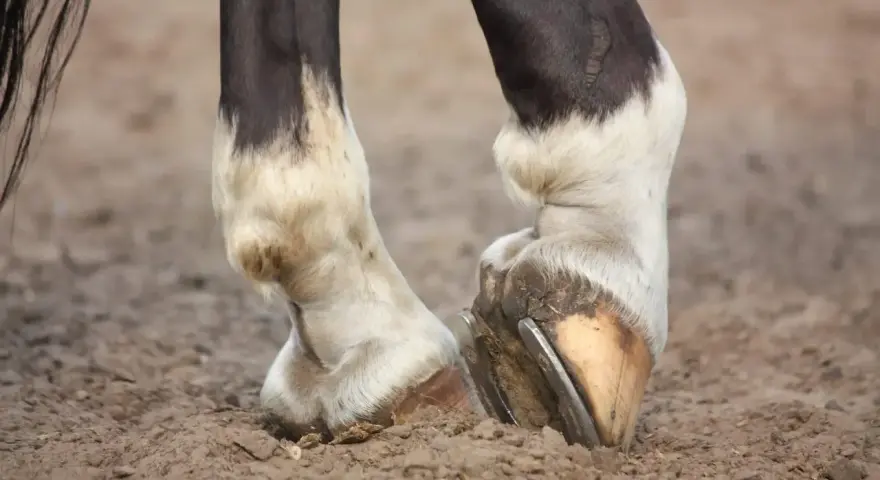Gros plan sur les membres inférieurs d'un cheval, montrant les sabots ferrés et le pelage blanc et noir. Le cheval engorgé des 4 membres se tient sur un sol sablonneux.