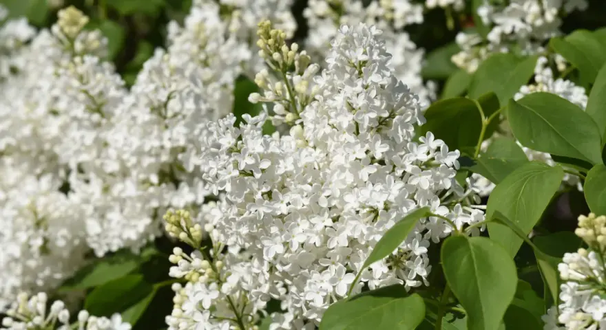 Vita syrensorter blommar i full prakt, med täta klasar av små, vita blommor och gröna blad.